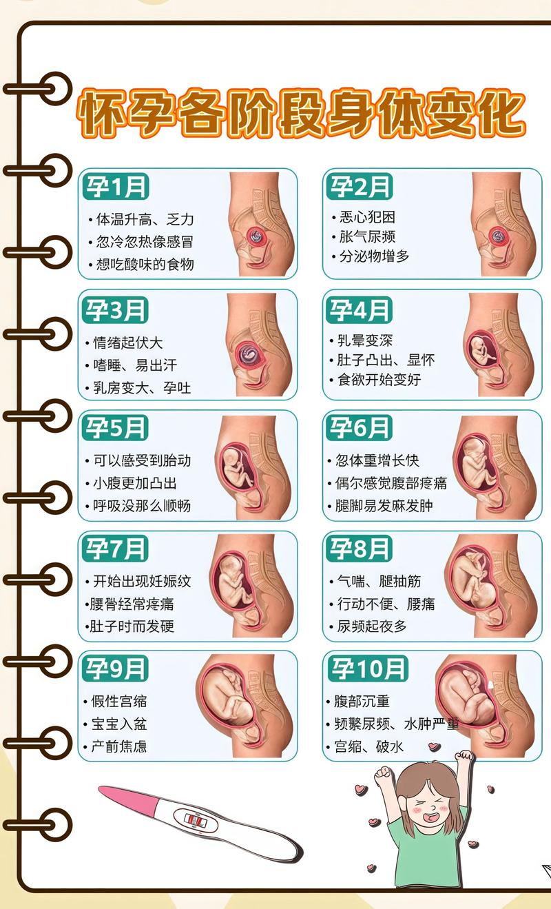 揭秘供卵代孕妈妈怀孕小腹分两节,孕期变化的奥秘内蒙古代生机构: